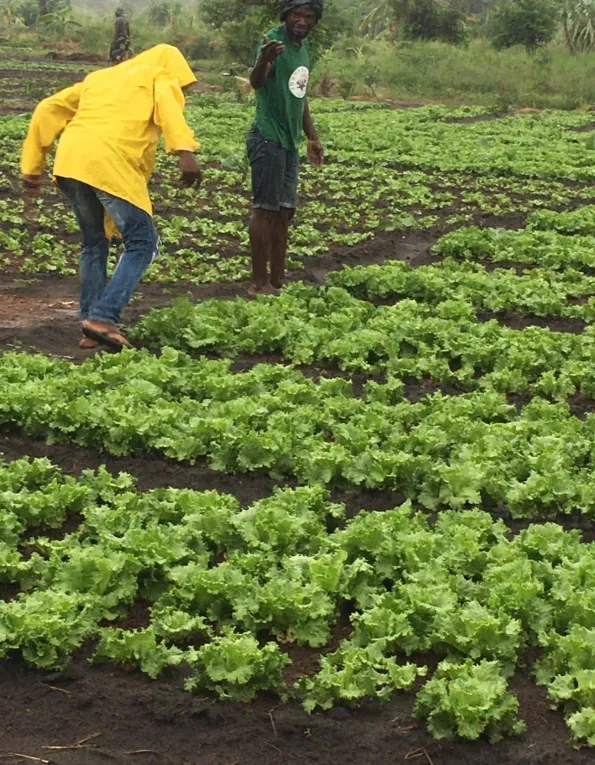An activity from the Sustainable agriculture initiative